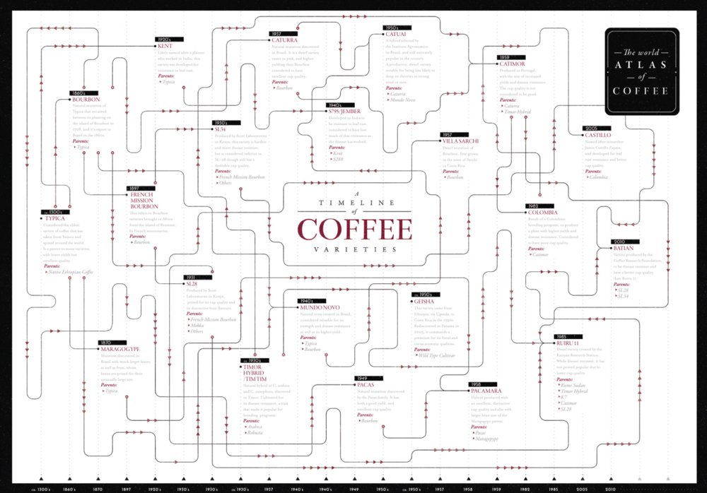 Coffee Variety Timeline Poster - Main Image