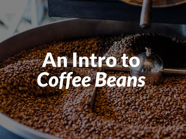 An Intro to Coffee Beans
